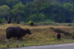 Bos gaurus