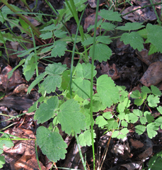 Thalictrum occidentale