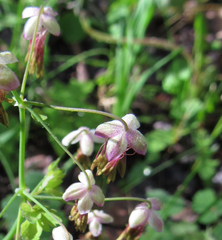 Thalictrum occidentale