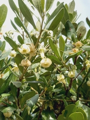 Diospyros dichrophylla