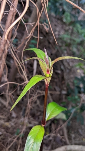 Image of Mussaenda parviflora by (c) 許文俊, some rights reserved (CC BY-SA)