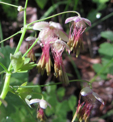 Thalictrum occidentale