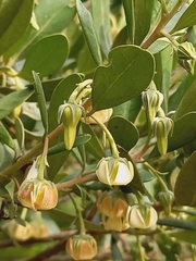 Diospyros dichrophylla