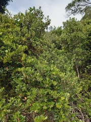 Diospyros dichrophylla