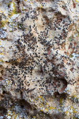 Arthonia calcarea