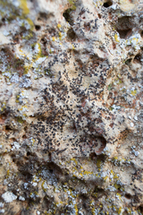 Arthonia calcarea