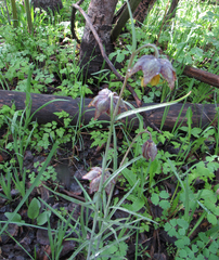 Fritillaria atropurpurea