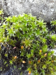 Syntrichia
