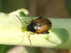 Psylliodes chrysocephala