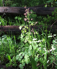 Thalictrum occidentale