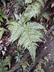 Dryopteris formosana