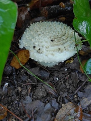 Amanita echinocephala