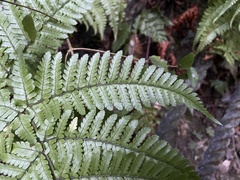 Dryopteris formosana