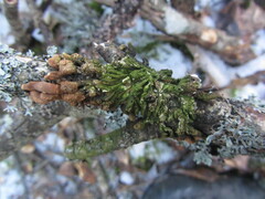 Hypocreopsis lichenoides