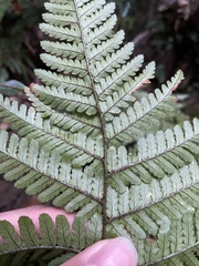 Dryopteris formosana