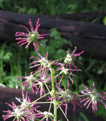 Thalictrum occidentale