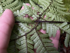 Dryopteris formosana