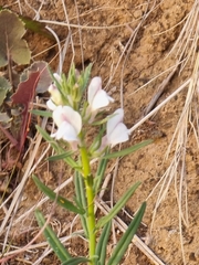 Misopates