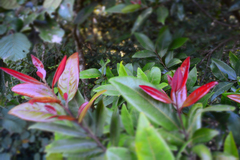 Elaeocarpus decipiens