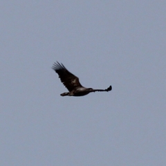 Haliaeetus albicilla