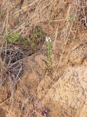 Misopates
