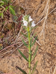 Misopates