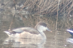 Anas platyrhynchos × Netta rufina