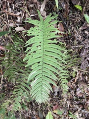 Dryopteris cycadina