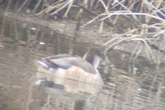 Anas platyrhynchos × Netta rufina