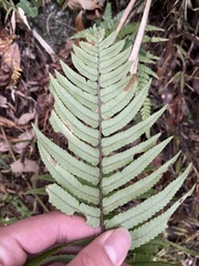 Dryopteris cycadina