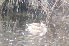 Anas platyrhynchos × Netta rufina