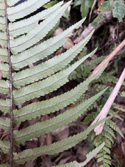 Dryopteris cycadina