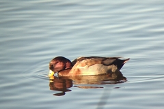 Anas platyrhynchos × Netta rufina