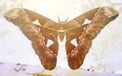 Rothschildia aurota