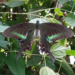 Papilio