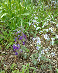 Delphinium nuttallianum
