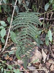 Dryopteris cycadina