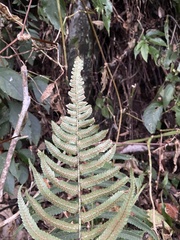 Dryopteris cycadina