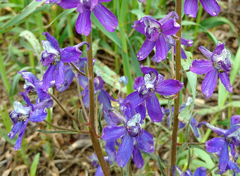 Delphinium nuttallianum