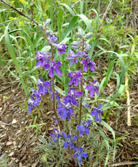 Delphinium nuttallianum
