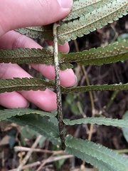 Dryopteris cycadina