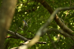 Cyornis tickelliae