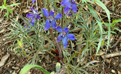 Delphinium nuttallianum