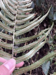 Dryopteris cycadina