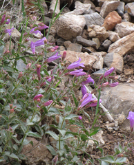Penstemon montanus montanus