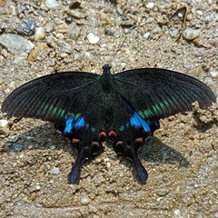Papilio bianor