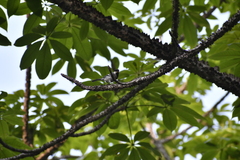 Parus cinereus