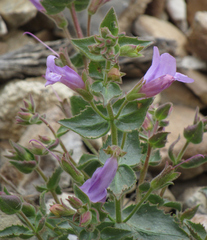 Penstemon montanus montanus