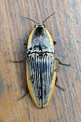 Chalcolepidius rugatus