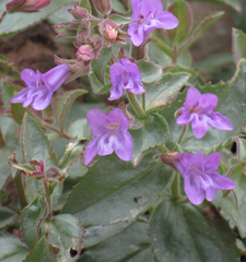 Penstemon montanus montanus